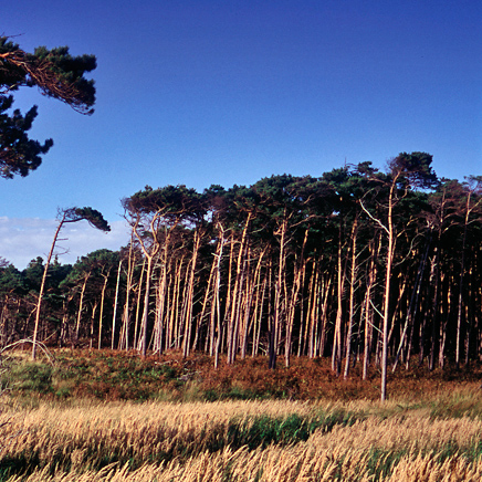 Sturmtief an der Darss - Ostsee