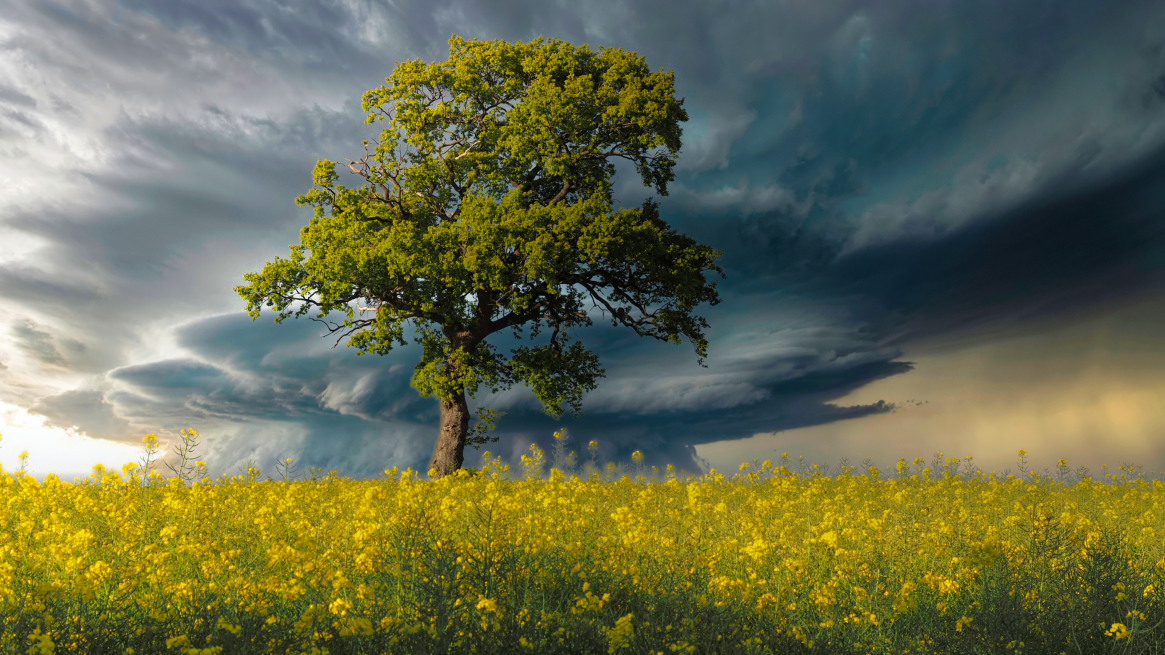 Baum und Raps · © Rainer Elpel