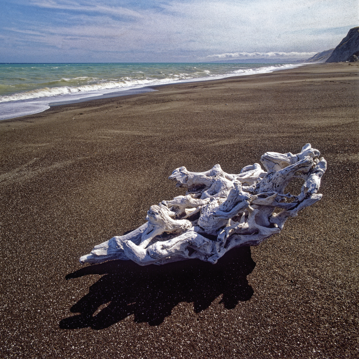 Strandgut 2 · © Rainer Elpel