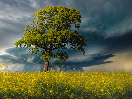 Baum und Raps · © Rainer Elpel