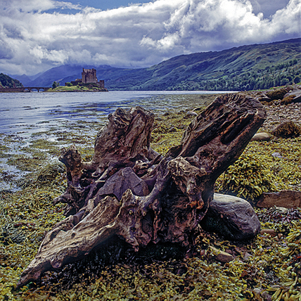 Baumwurzel · © Rainer Elpel