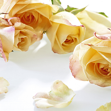 Rosen · © Rainer Elpel